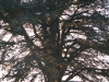 cedar tree-1